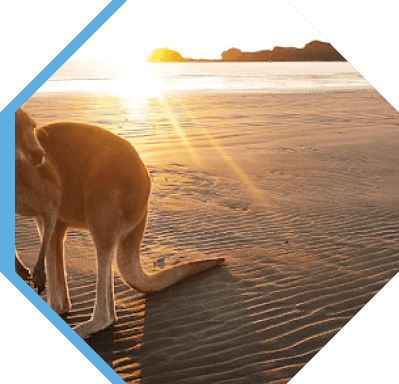 Kangaroo standing on a sandy beach at sunrise, showcasing the natural beauty and unique wildlife of Australia